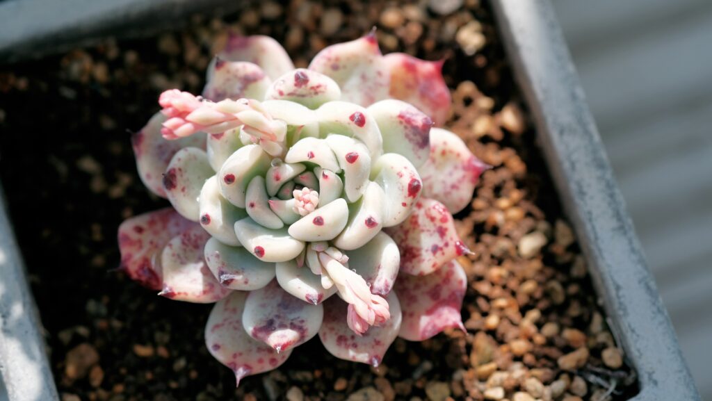 Revive A Dying Echeveria