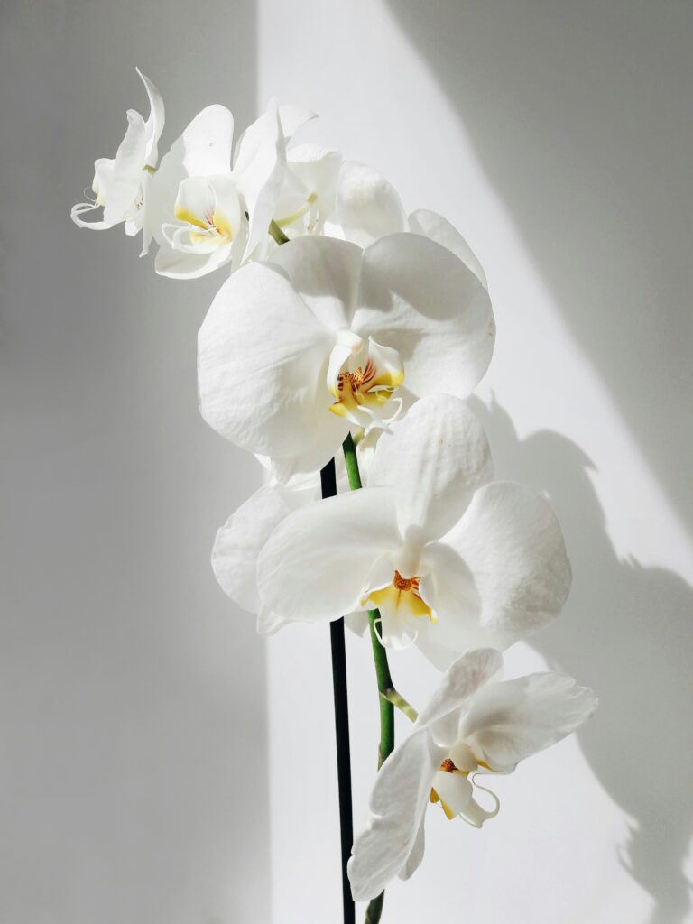 Root Rot In Orchids