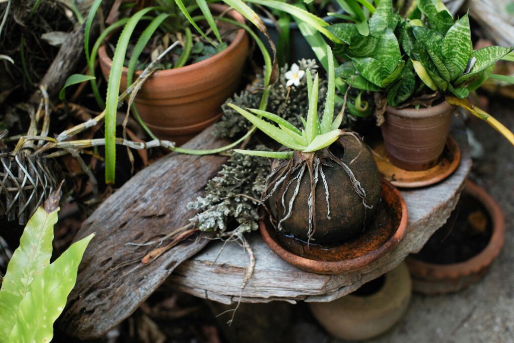 water Potted Plants