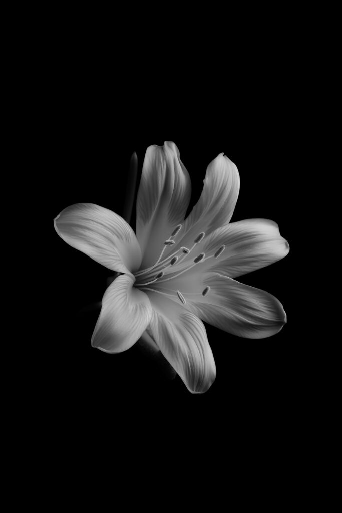 Care For Domino Peace Lily