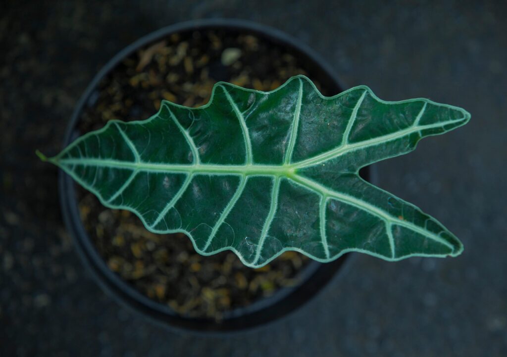 Care For Alocasia Bambino