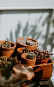 Do Succulents Like Acidic Soil? 
