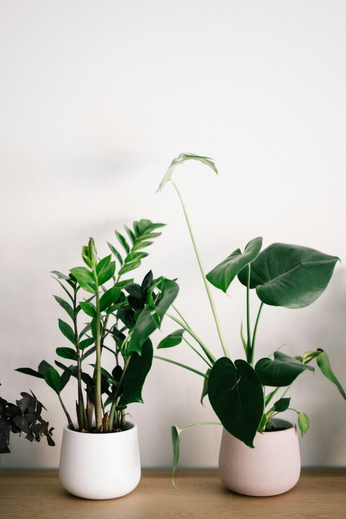 Tips For Growing Plants Indoors