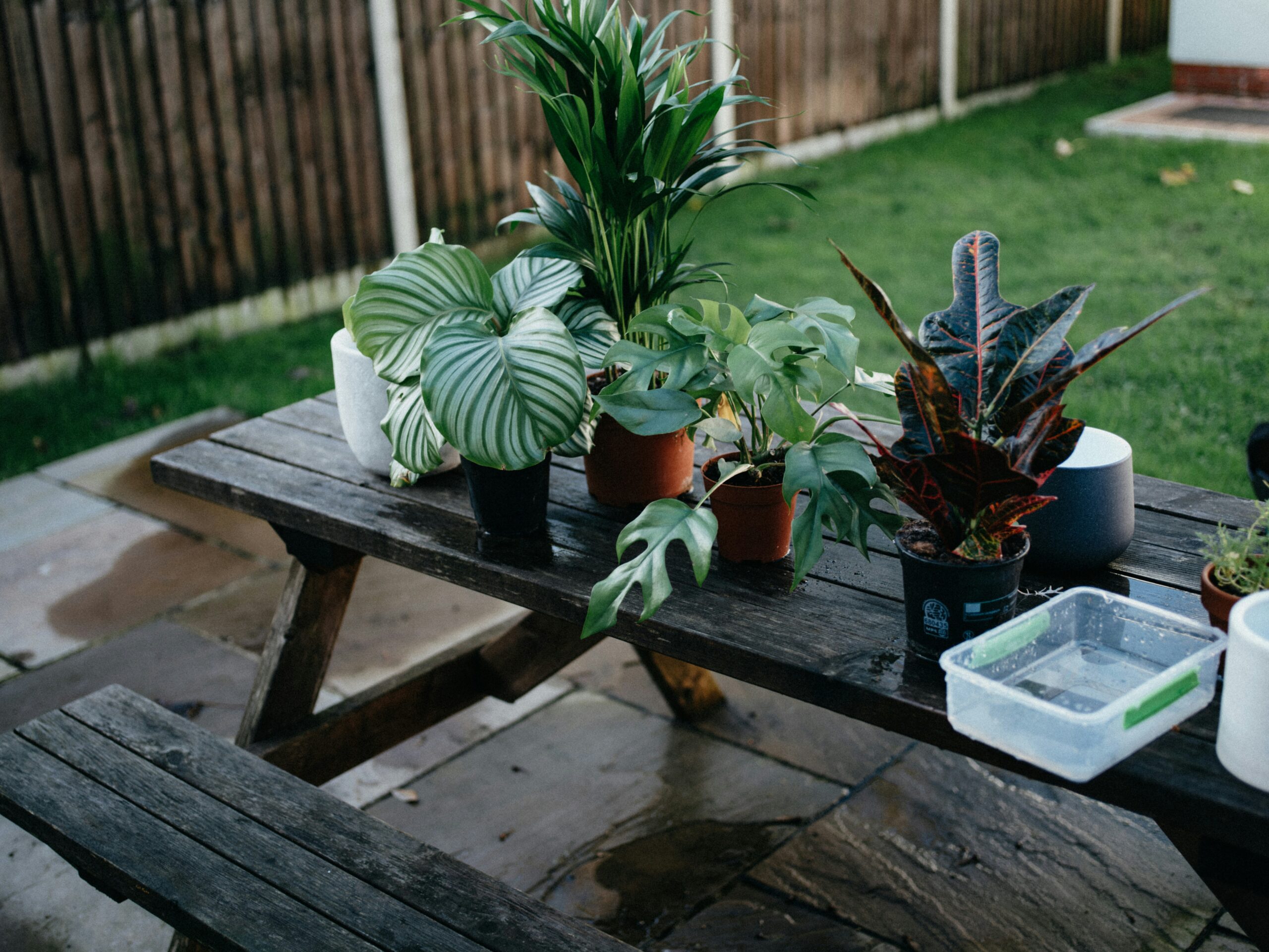 water Potted Plants