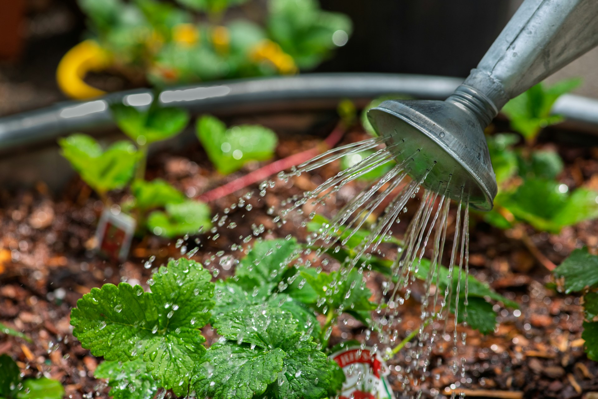 watering plants