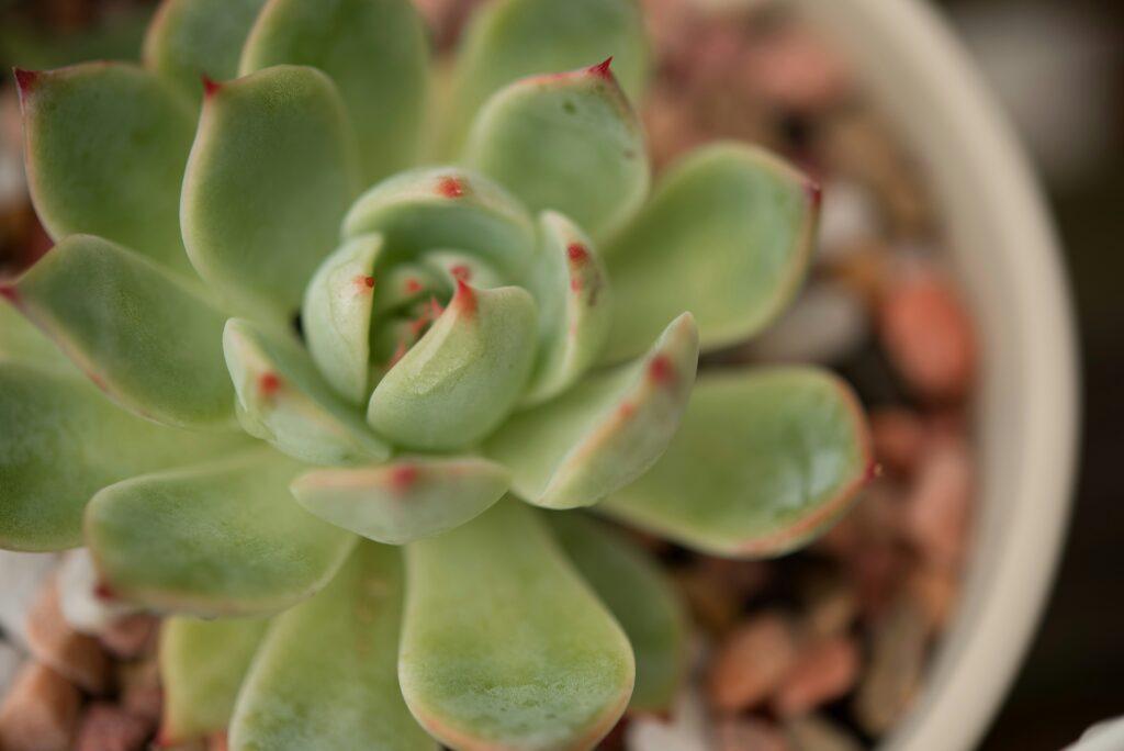 Revive A Dying Echeveria