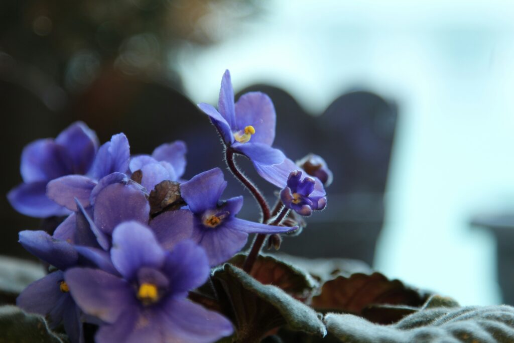 Prune African Violet Flowers