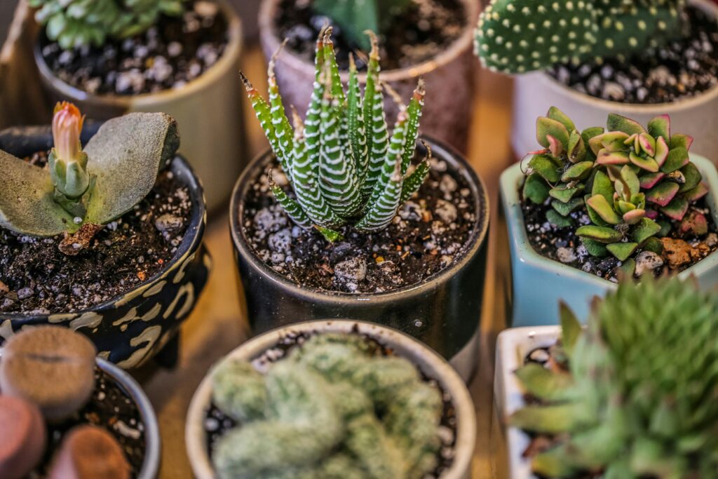 Propagate Succulents From Leaves And Stem Cuttings
