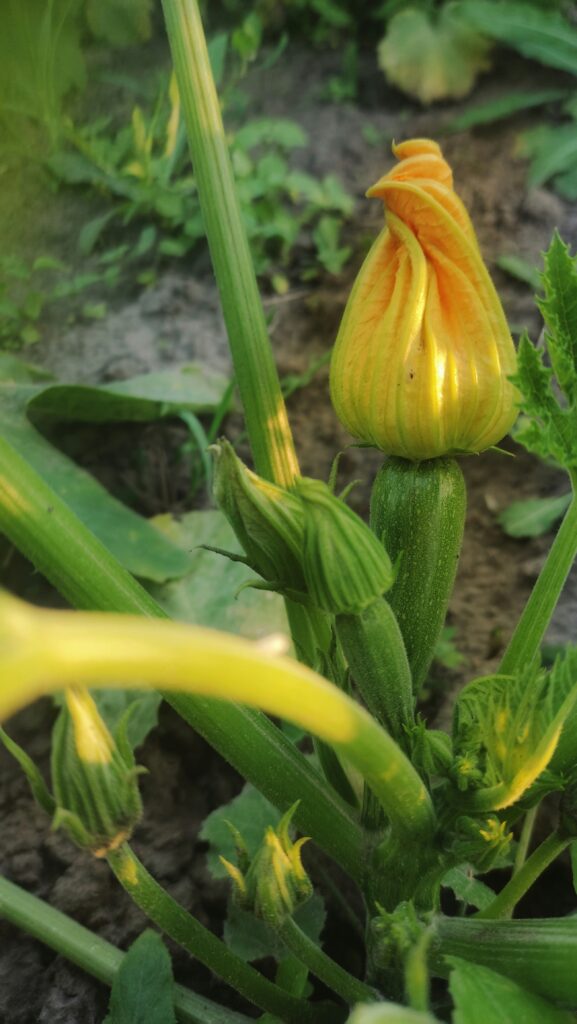 Leaves On A Zucchini Plant Turning Yellow