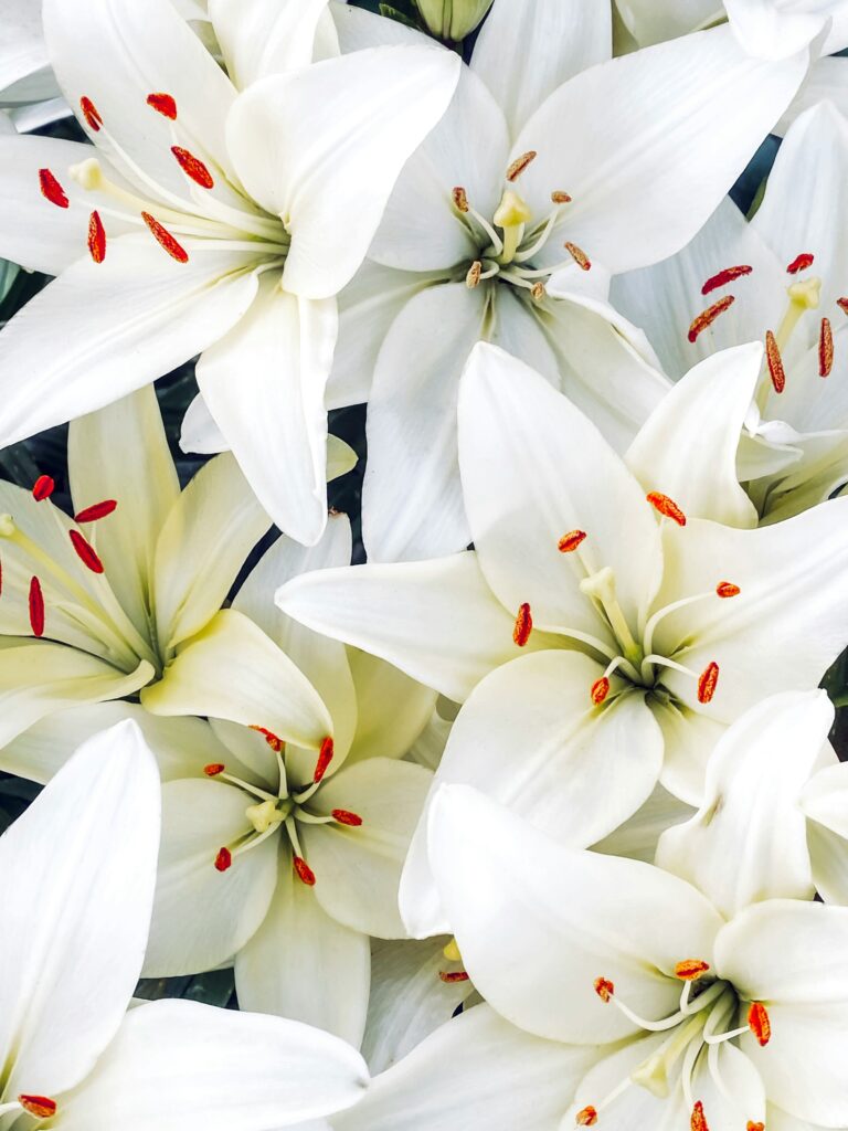 Care For Domino Peace Lily