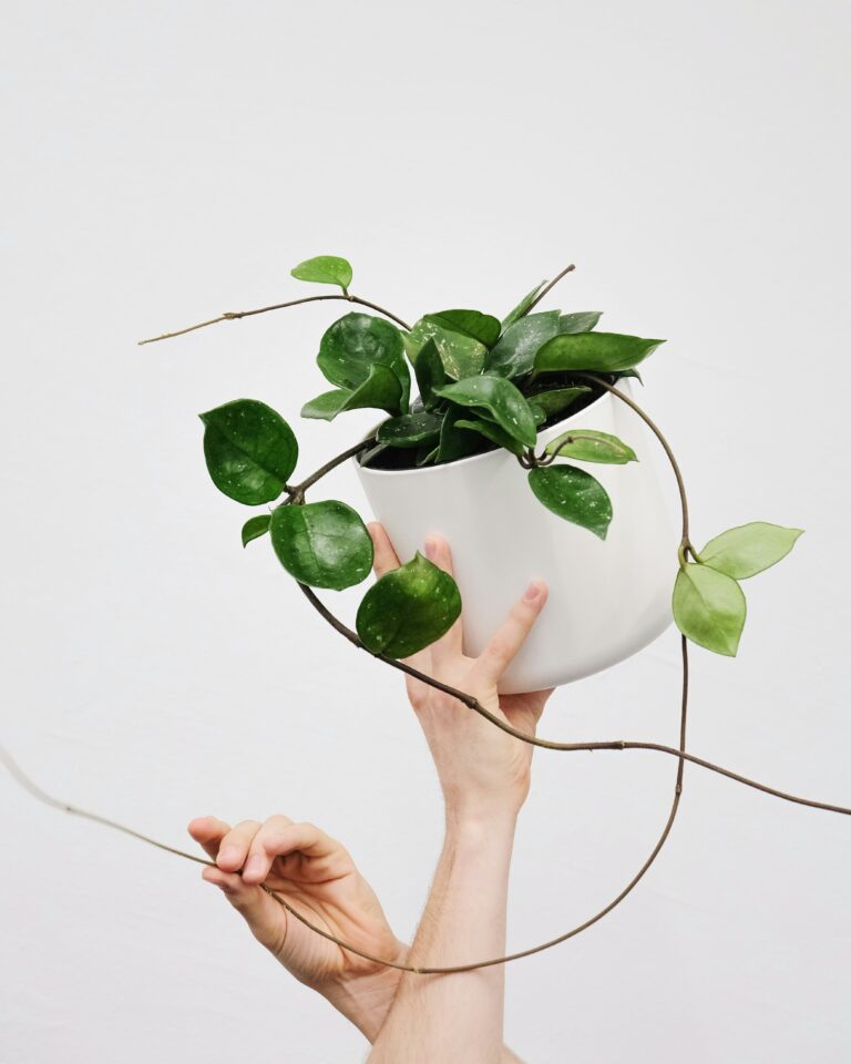 8 Reasons Why Your Hoya Plant is Dying