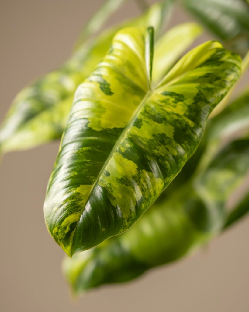 Care For Philodendron Burle Marx Plant