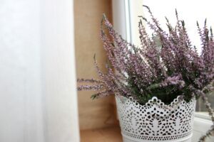 7 Expert Tips To Care For Lavender Plants In Pots