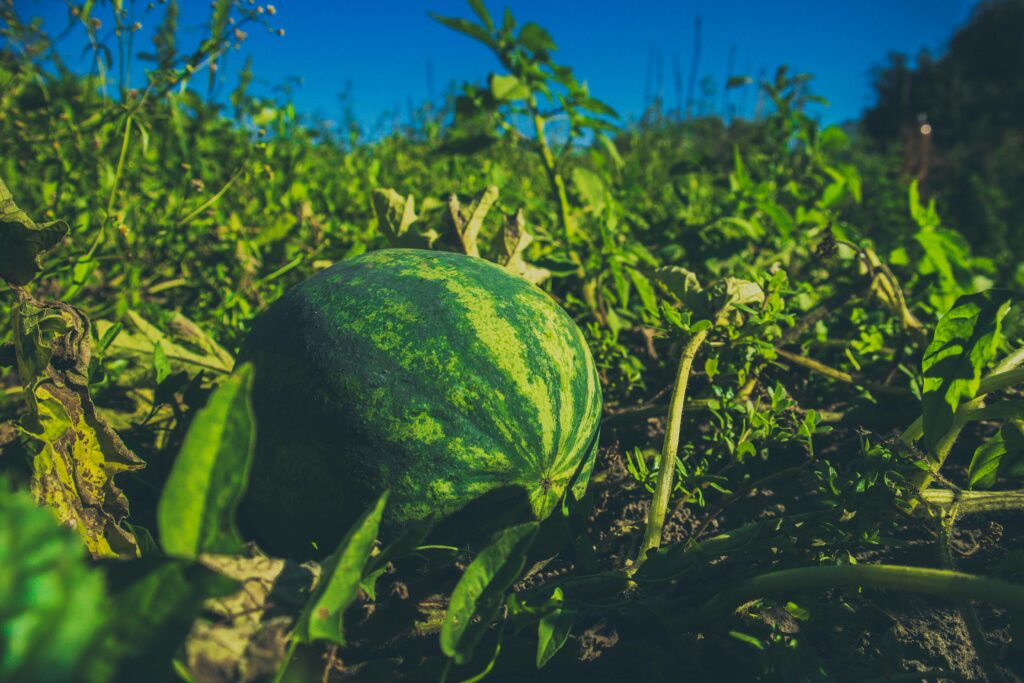 Prune Watermelon Vines