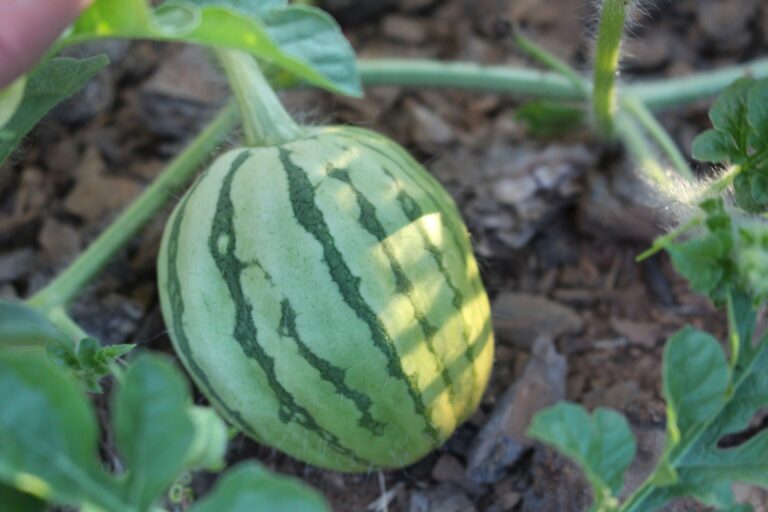 Prune Watermelon Vines