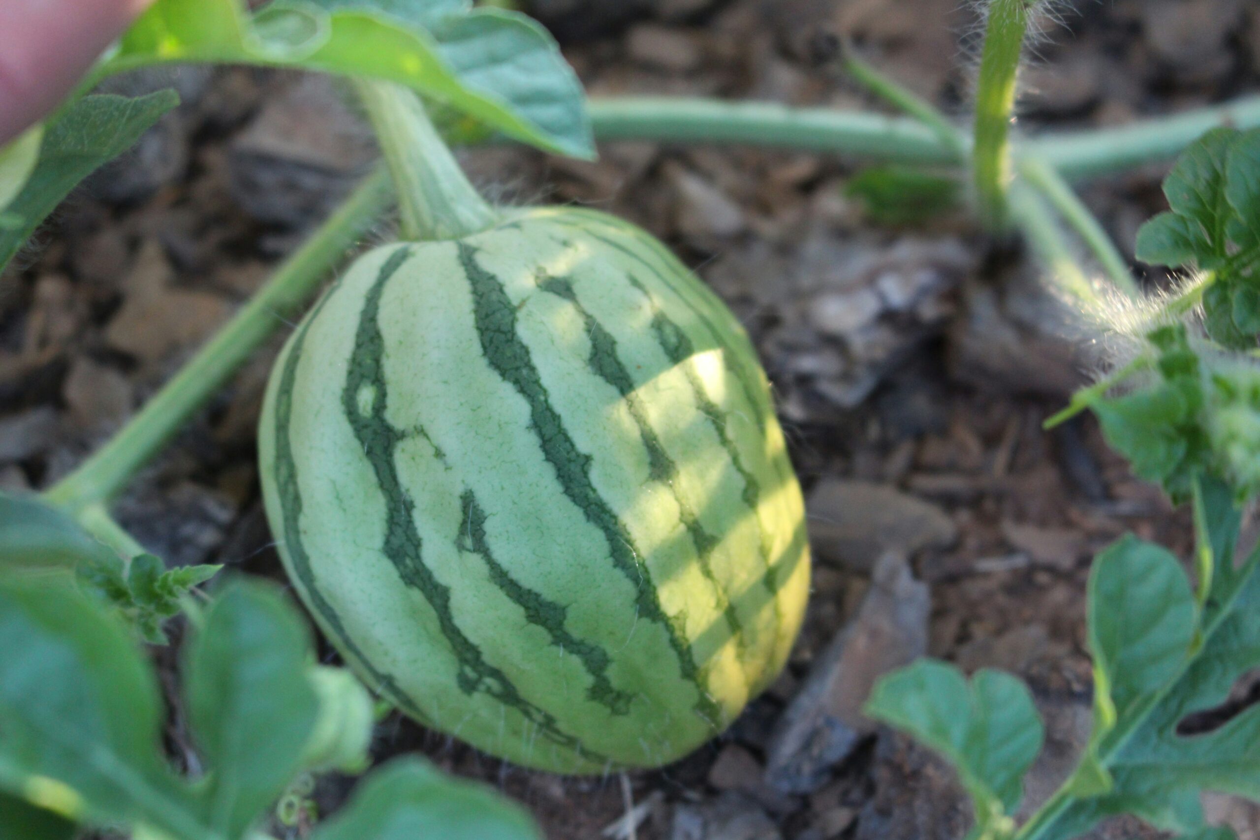 Prune Watermelon Vines