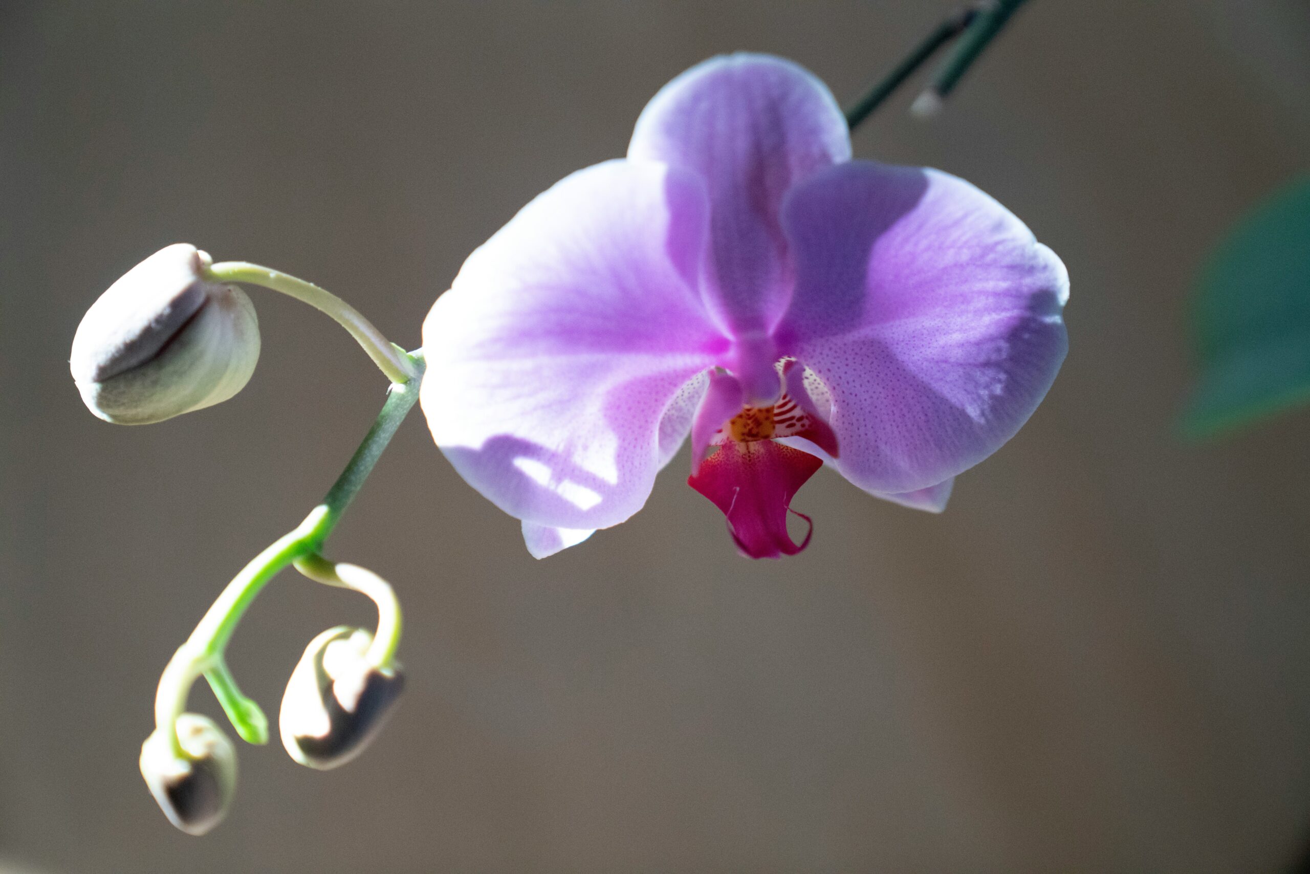 Root Rot In Orchids