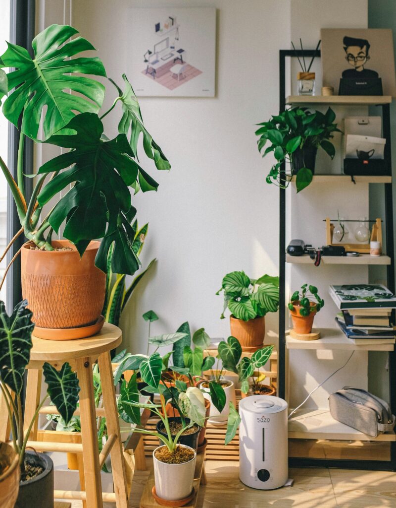 Use Hydrogen Peroxide For Houseplants