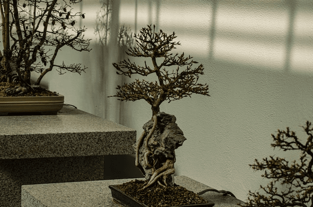 Care For a Bonsai Tree In Winter