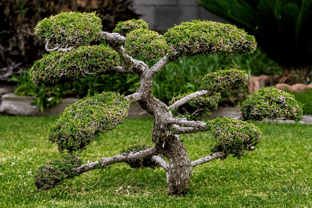 Care For a Bonsai Tree In Winter