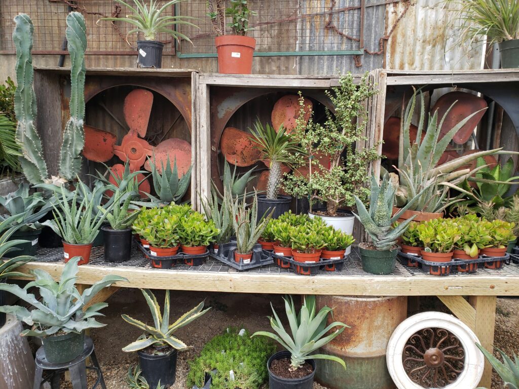 Succulents Like Acidic Soil