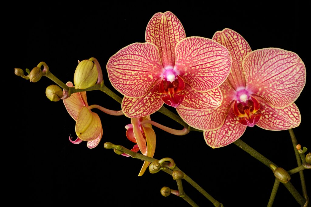 Root Rot In Orchids