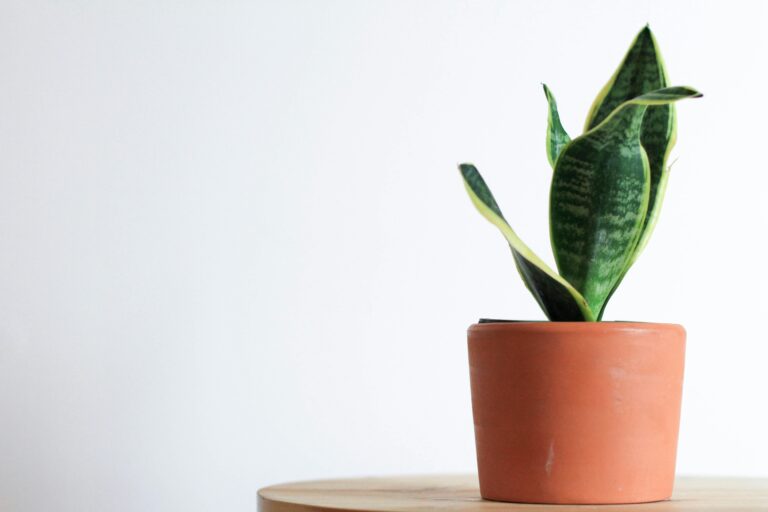 10 Succulent Plants That Grow Tall