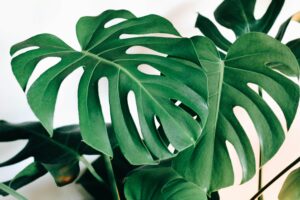 The Best Way To Water A Monstera Plant