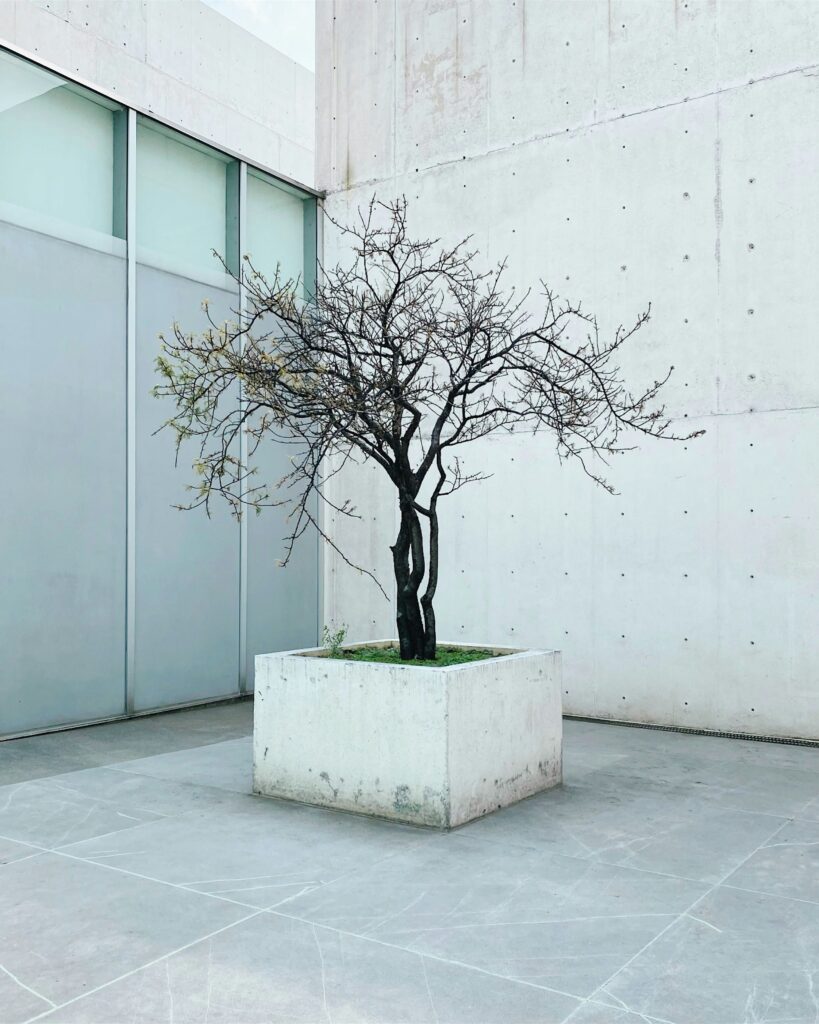Prune Juniper Bonsai