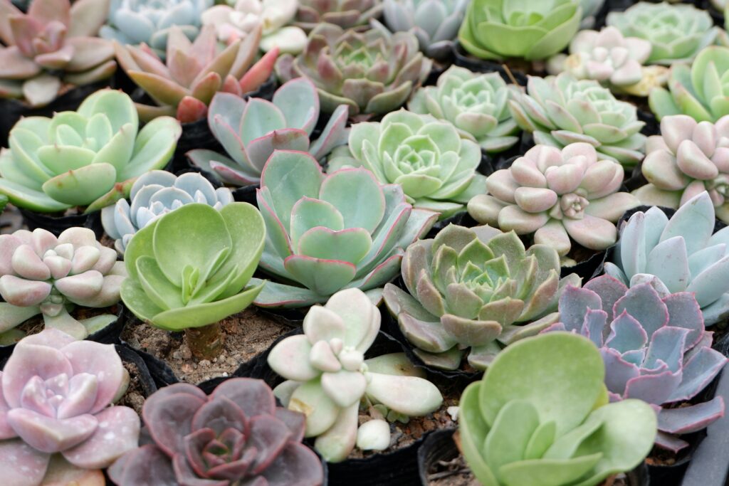 Propagate Succulents From Leaves