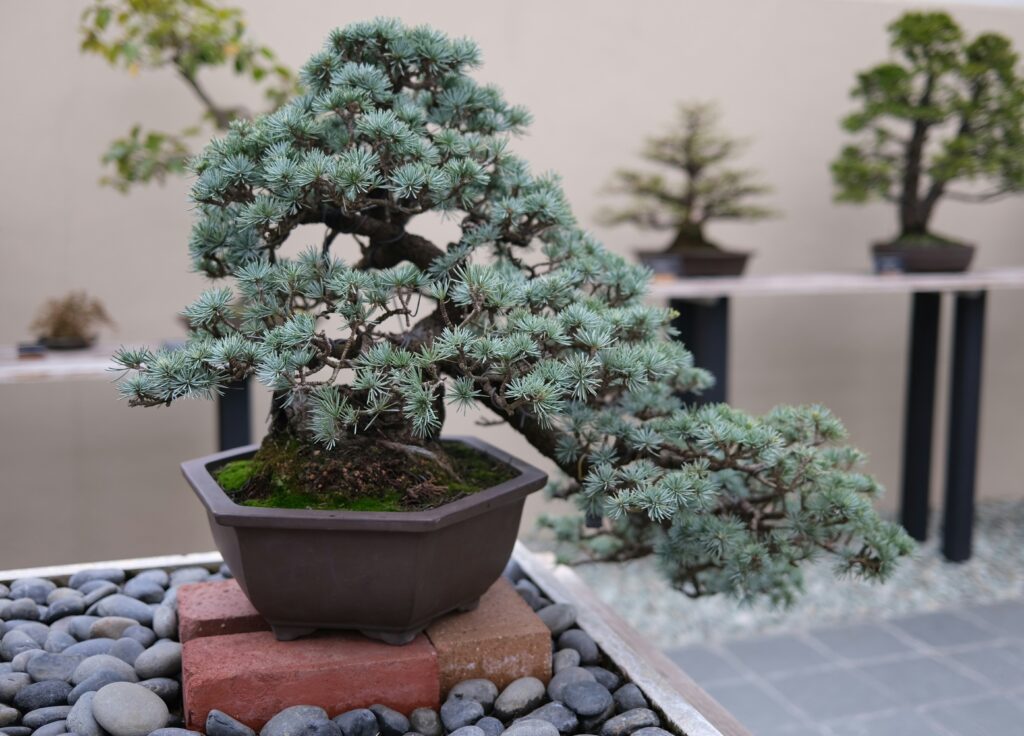 Prune Juniper Bonsai