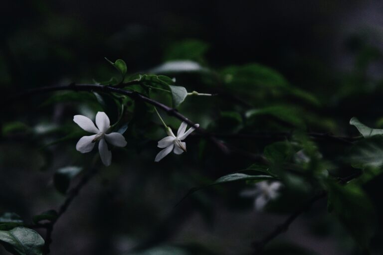 magnus-thompson-BBlerGhETwU-unsplash