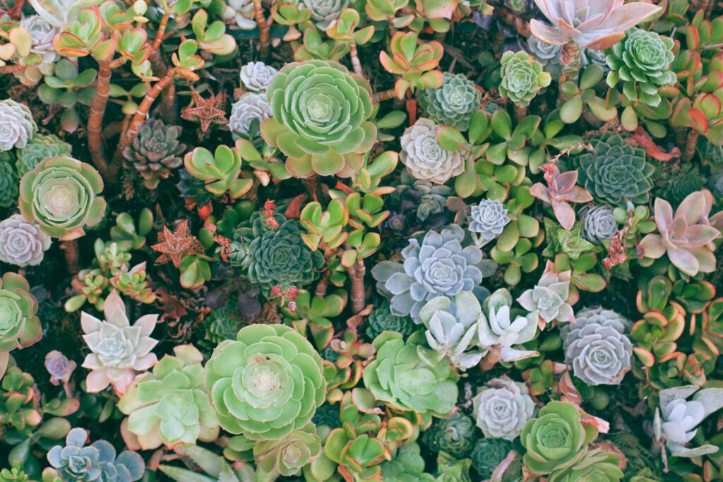 Succulent Plants That Grow Tall