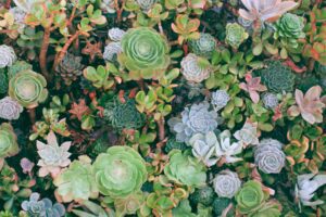 Can You Transplant Succulents From Soil To Water?