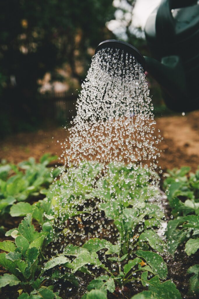 water Potted Plants