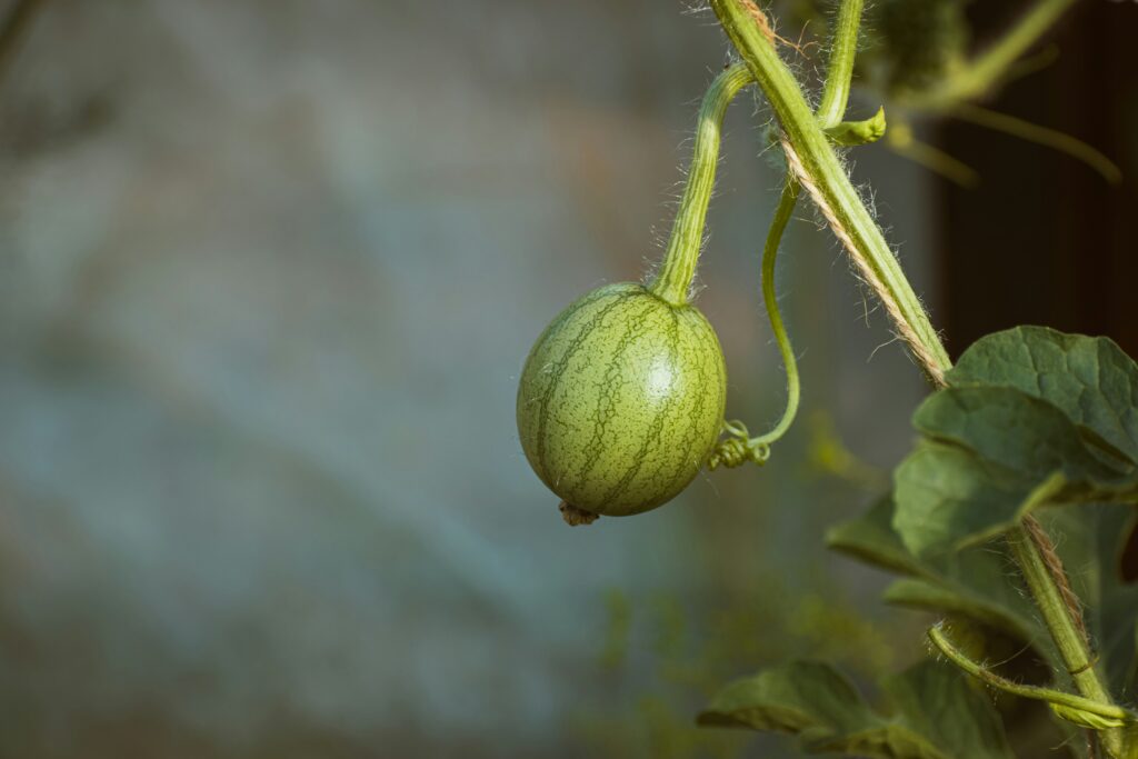 Prune Watermelon Vines 