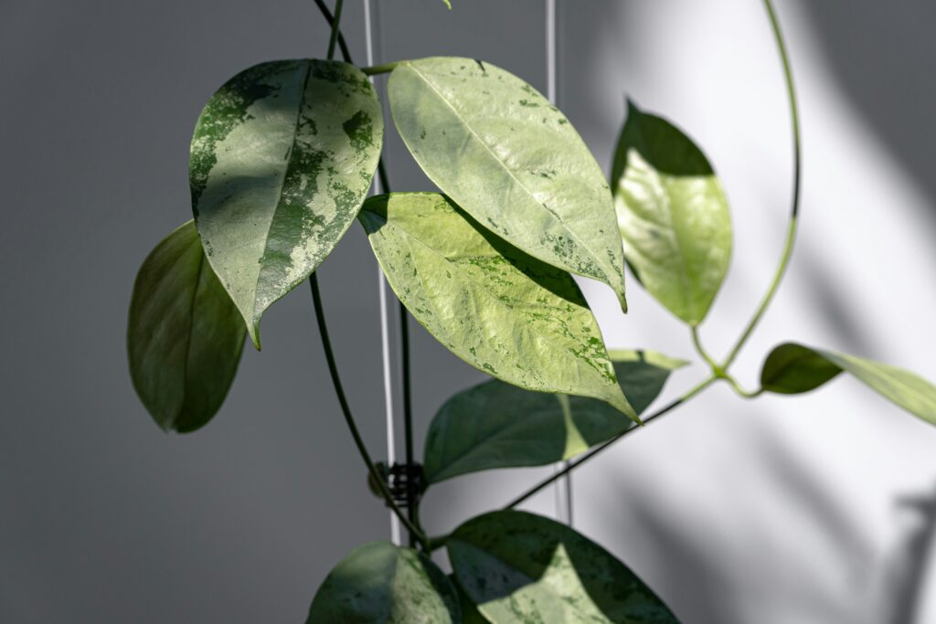 Hoya Plant is Dying