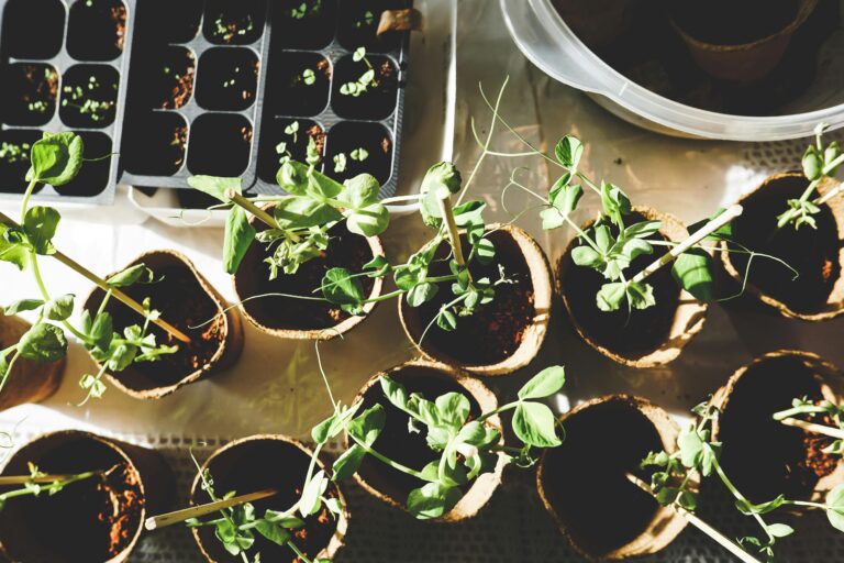 How To Aerate The Soil In A Potted Plant