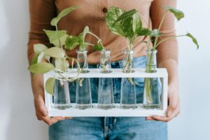 What Is The Best Way To Water A Pothos Plant?