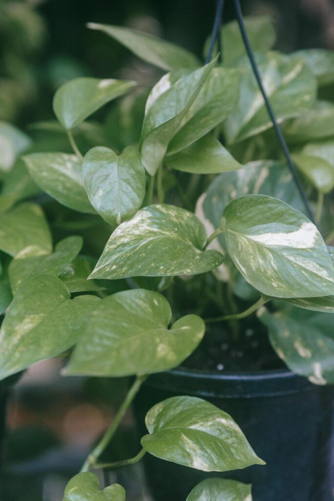 Best Way To Water A Pothos Plant