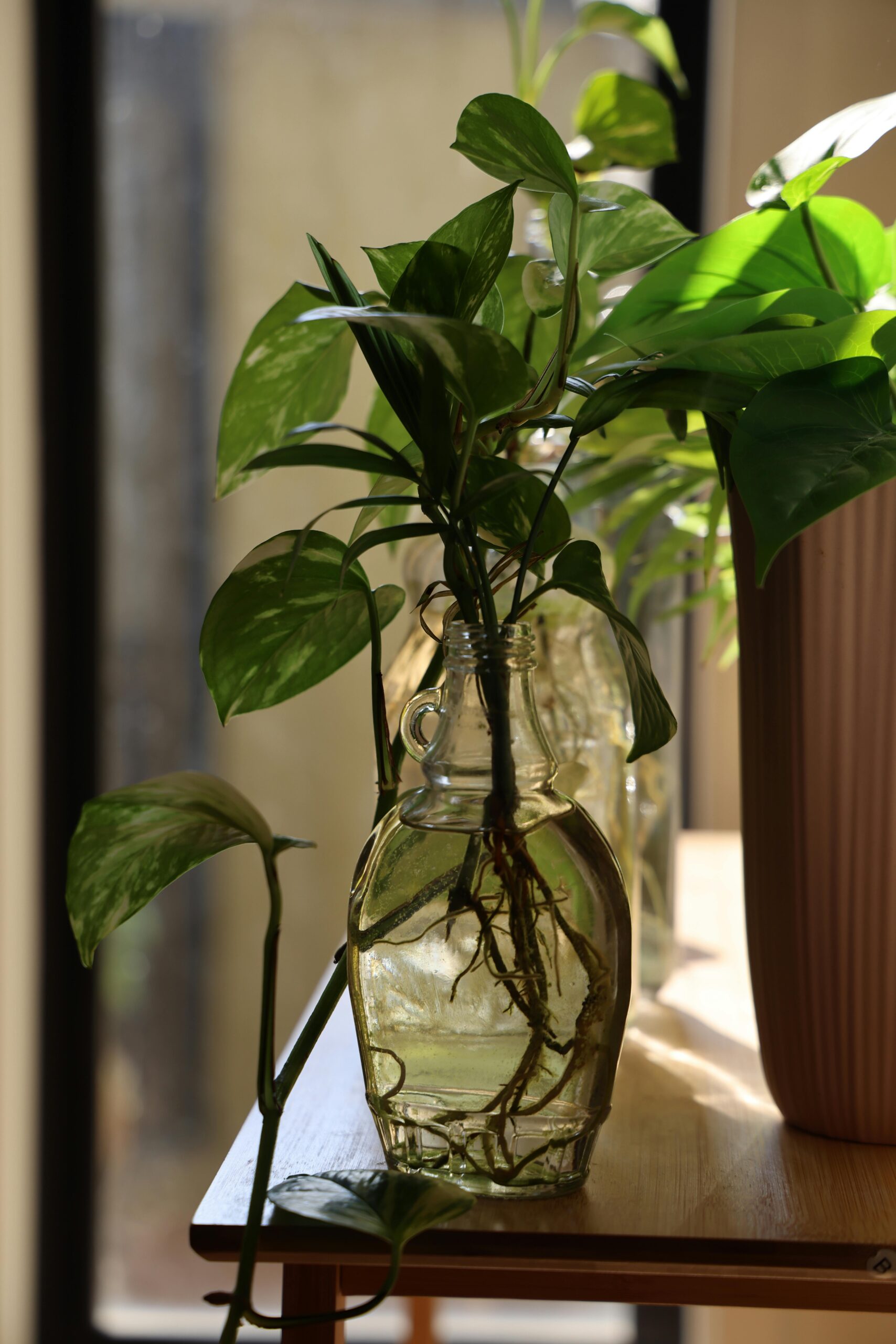 Best Way To Water A Pothos Plant