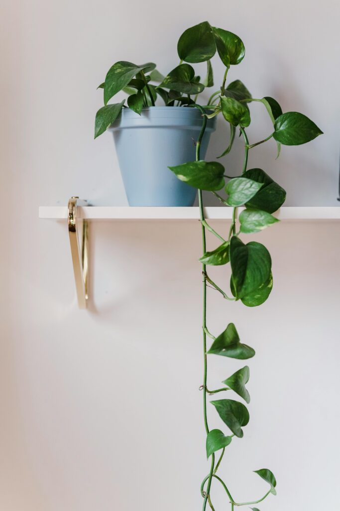 Best Way To Water A Pothos Plant