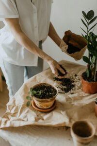 How To Care For Plants After Shopping From Store