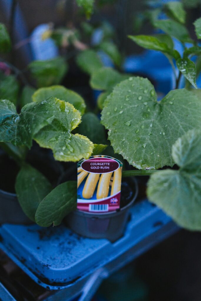 Leaves On A Zucchini Plant Turning Yellow