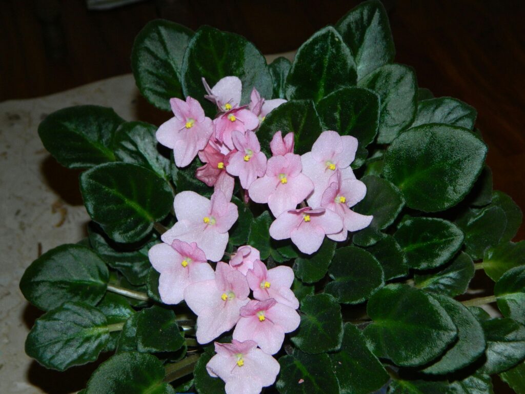 Prune African Violet Flowers