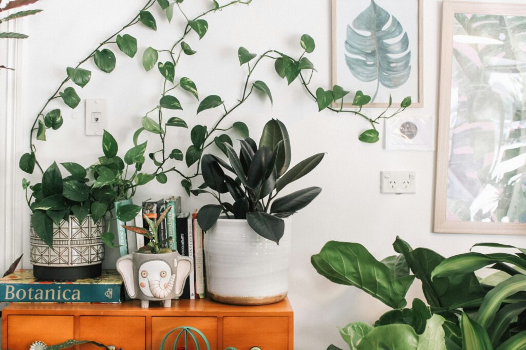Use Hydrogen Peroxide For Houseplants