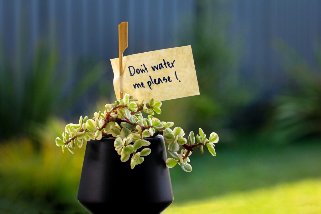 water Potted Plants