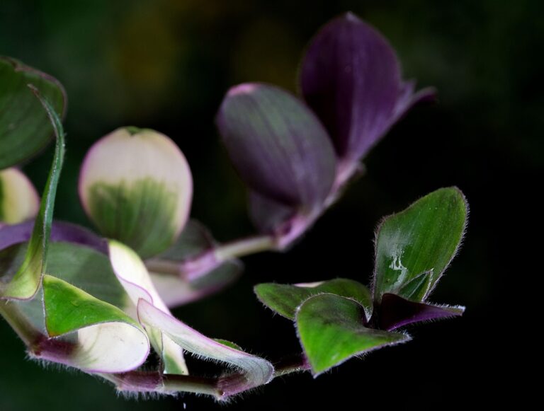 spiderwort-6583666_1280 (1)