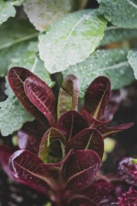 When To Transplant Lettuce Seedlings Outdoors
