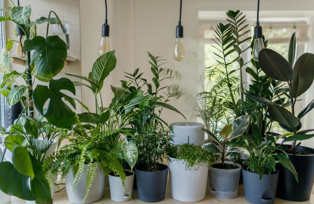 Tips For Growing Plants Indoors